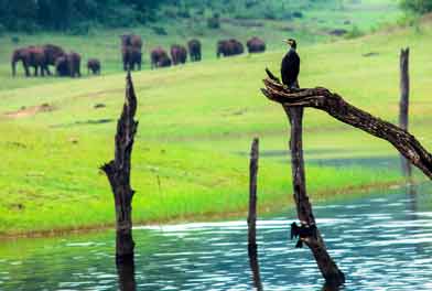 thekkady